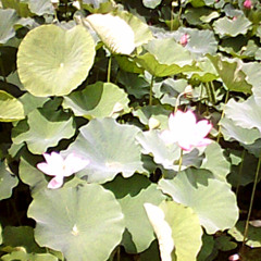 Lotus in the Wind