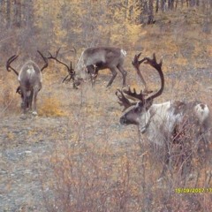 alberto balsalm slowed