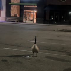 Strangers demo Prod (OH!SEAN)