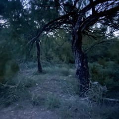 SUICIDE FOREST DEMO