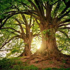 bornbefour- arbol [evermore + malice reigns]