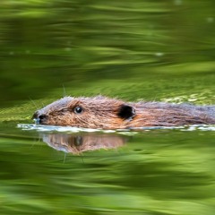 Beaver Believers: How to Restore Planet Water | Kate Lundquist & Brock Dolman