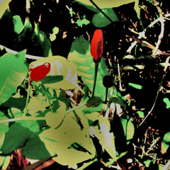 Thicket Lore