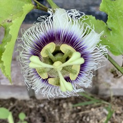 Sovereign Tea 8/15/20