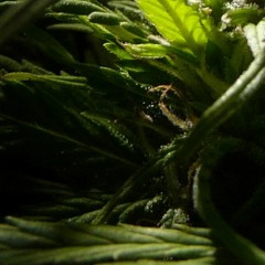 Stoners Reagge