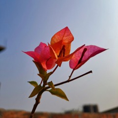 এমনি এমনি এসো.....