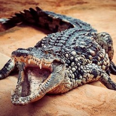 Valee Vs. Chip Da Ripper - Womp Womp Alligator (POLYBIUS Mashup)