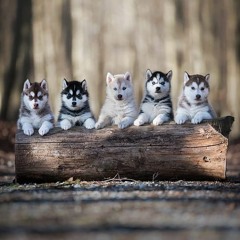 Eskimo