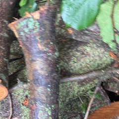 jugnino - fast cars prod qwentcrazy #nature