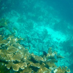 Save The Coral Reefs