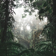Swarming Clouds In The Jungle