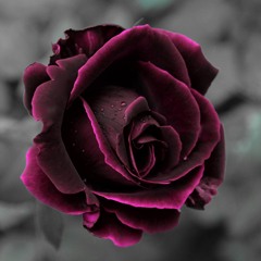 Velvet