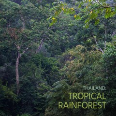 Sounds of Wild Thailand I: 'Thailand's Tropical Rainforest'