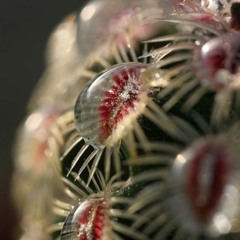 Wet Cacti