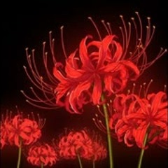 STEM - MANJUSHAGE 彼岸花 (FT. ISSBROKIE!) (PROD. QI氣)