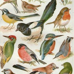 32. Synthetic Birds