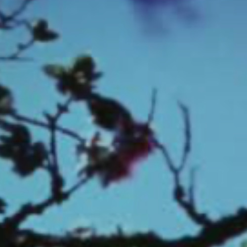 The last call of Kauaʻi ʻōʻō