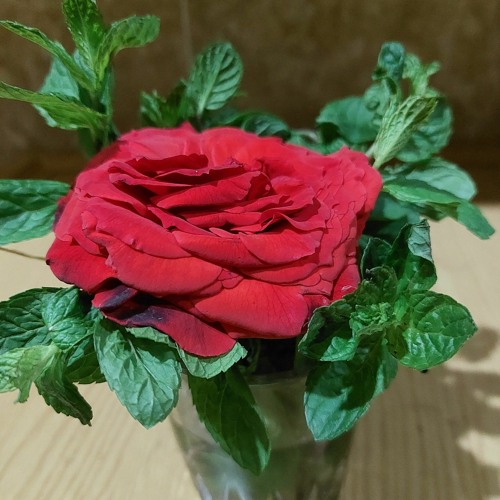 ما تيسر من سورة ق 😍 اليوم الرابع 😍