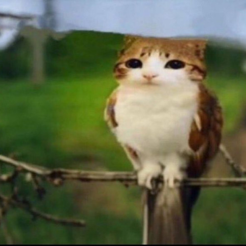 طاب كيفي ورجلي زان ممشاها - الدواسر الوداعين