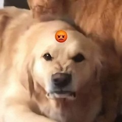 RELEASES ( ´Д`)y━･~~