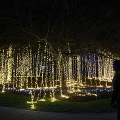 Neon Forest Soundscape