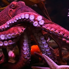 MeltzFOREVER - ETCETERA