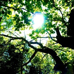 Into the Sunlight