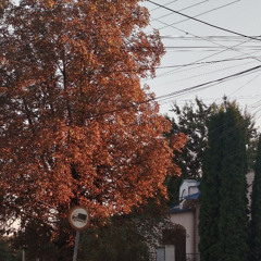 лучи солнца