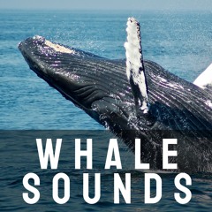 Whale Songs