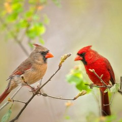 The Birds Are Beautiful This Morning [prod. jammy]