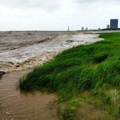 Audio Article: How marsh grass protects shorelines