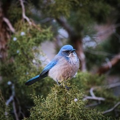The Blue Bird Sings