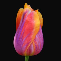 Tulips Planted 07NOV23