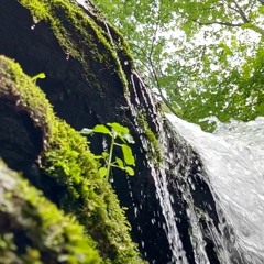 Mossworld (Ode to Francis Bebey)