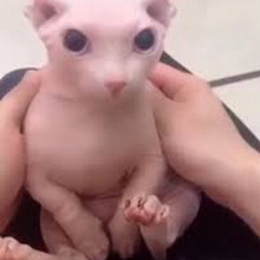 Chaos King but now epic