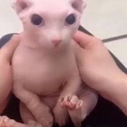 Chaos King but now epic