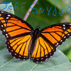 10 Irma  Jeff Snyder  Monarch