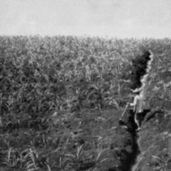 Ain't No More Cane On Maui