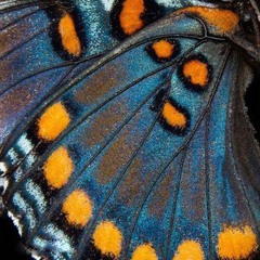 mariposa argentina emigra