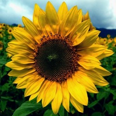 Girasol