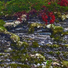 ON THE WAY HOME (TO ABILENE) (Micah P. Hinson Cover)