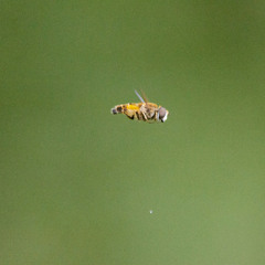 Buzzin' Ya Tits Off