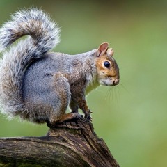 Trelamium 2: Feeding Frenzy (Awake Cheeks)