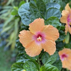 Oct 29 -Our Ability to Try.m4a