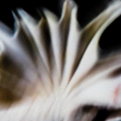 The Shell - Kanary & Phoebe Yì Líng