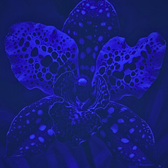 ORCHID SESSIONS_ Ep1 CoBALT