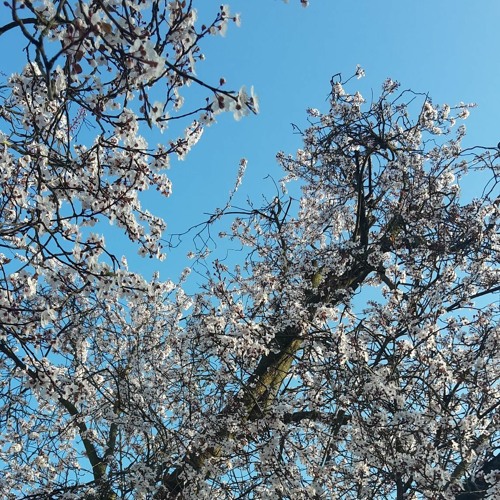 LAST SUPPER [with Louis the Tenth]