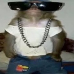 cool monkey the sequel