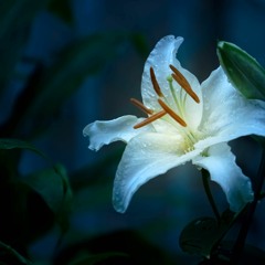 『真実：TRUTH／ピアノ伴奏バージョン』