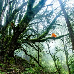 Unwelcome to the Jungle